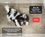 Image preview for Ad Listing. Nickname: Zeus