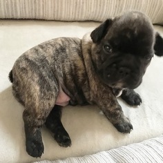 French Bulldog Puppy for sale in DUNDEE, IL, USA