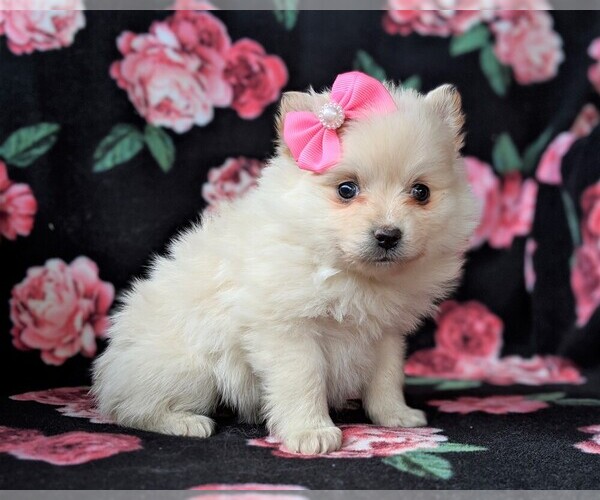 Medium Photo #2 Pomeranian Puppy For Sale in CHRISTIANA, PA, USA