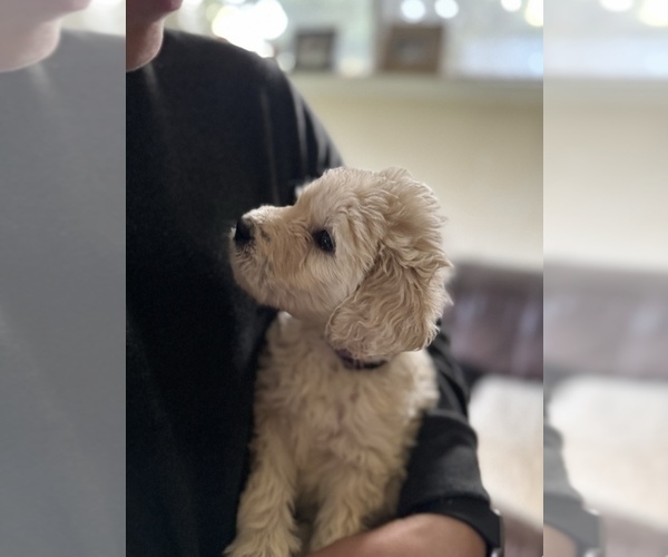 Medium Photo #15 Goldendoodle Puppy For Sale in VANCOUVER, WA, USA