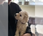 Small Photo #15 Goldendoodle Puppy For Sale in VANCOUVER, WA, USA