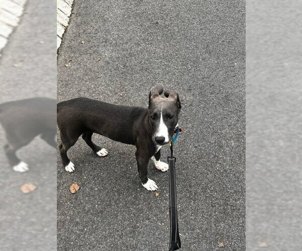 Medium Photo #6 American Pit Bull Terrier-Unknown Mix Puppy For Sale in Rockaway, NJ, USA