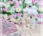 Small Photo #89 Maltese Puppy For Sale in HAYWARD, CA, USA