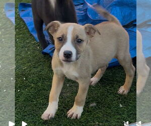 Boxer-Unknown Mix Dogs for adoption in San Diego , CA, USA