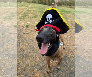 Cairo - KY - Male Mutt Dog for Adoption - Photo #3