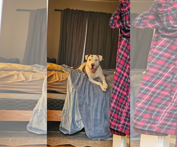 Medium Photo #2 American Pit Bull Terrier-Unknown Mix Puppy For Sale in Germantown, OH, USA