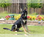 Small #1 German Shepherd Dog