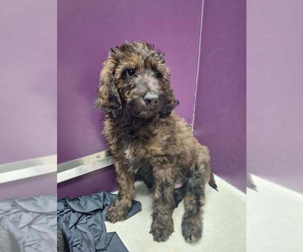 Medium Photo #1 Mutt Puppy For Sale in Candler, NC, USA