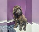 Small Mutt
