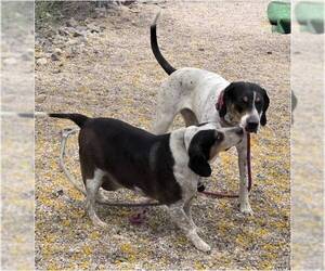 COURTESY POST Harry - Male Boglen Terrier Dog for Adoption - Photo #3