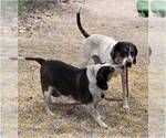 Small #2 Boglen Terrier