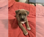 Small Photo #3 American Pit Bull Terrier Puppy For Sale in LODI, CA, USA