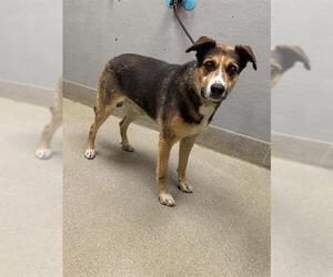 German Shepherd Dog-Unknown Mix Dogs for adoption in Las Vegas, NV, USA