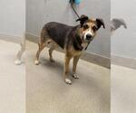 Small German Shepherd Dog Mix