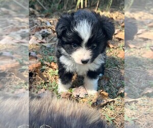 Miniature Australian Shepherd Puppy for sale in PURYEAR, TN, USA