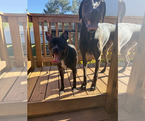 Medium Photo #7 American Staffordshire Terrier-Boston Terrier Mix Puppy For Sale in Cary, NC, USA