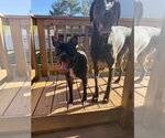 Small Photo #7 American Staffordshire Terrier-Boston Terrier Mix Puppy For Sale in Cary, NC, USA