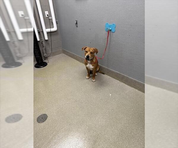 Medium Photo #1 American Pit Bull Terrier-Unknown Mix Puppy For Sale in Las Vegas, NV, USA