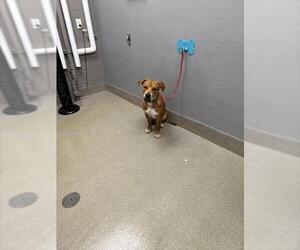 American Pit Bull Terrier-Unknown Mix Dogs for adoption in Las Vegas, NV, USA