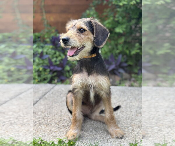 Medium Photo #16 Beagle-Unknown Mix Puppy For Sale in PIPE CREEK, TX, USA