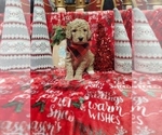 Small Photo #3 Poodle (Standard) Puppy For Sale in LUTZ, FL, USA