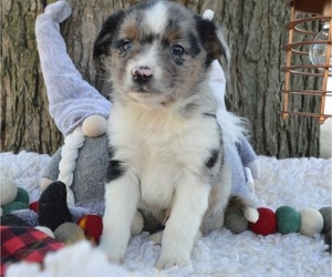 Australian Shepherd Puppy for sale in HONEY BROOK, PA, USA