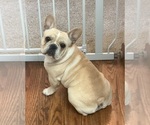 Gus - Male French Bulldog Puppy for Sale - Photo #2