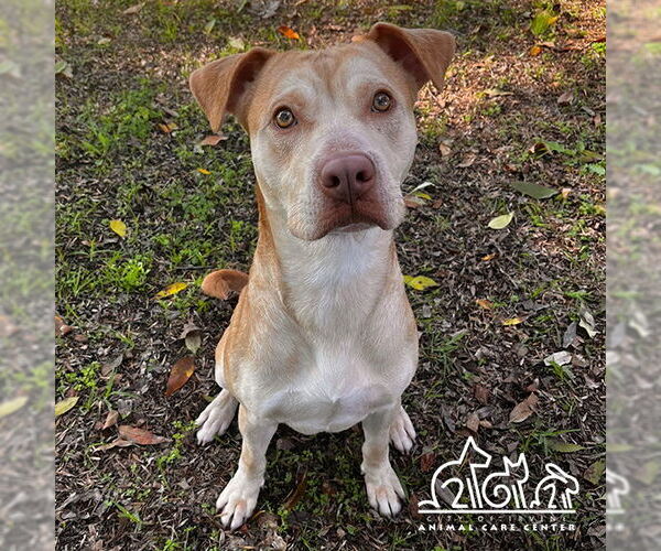 Medium Photo #1 Mutt Puppy For Sale in Irvine, CA, USA