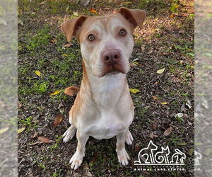 Mutt Dogs for adoption in Irvine, CA, USA