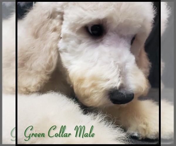 Medium Photo #22 Poodle (Standard) Puppy For Sale in MANCHESTER, MI, USA