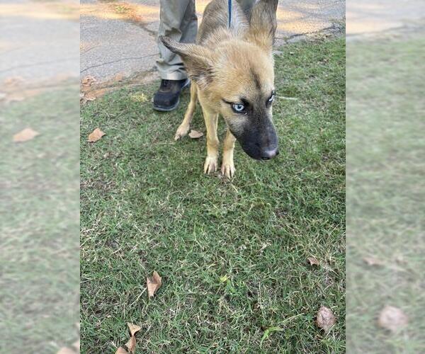 Medium Photo #1 German Shepherd Dog-Siberian Husky Mix Puppy For Sale in Oklahoma City, OK, USA