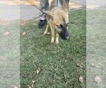 Small German Shepherd Dog-Siberian Husky Mix