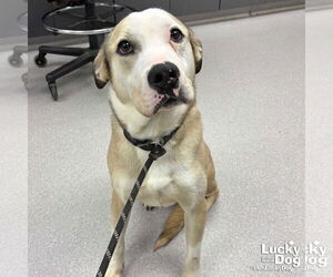 Bulldog-Unknown Mix Dogs for adoption in Washington, DC, USA