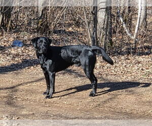 Father of the Labrador Retriever puppies born on 03/31/2026