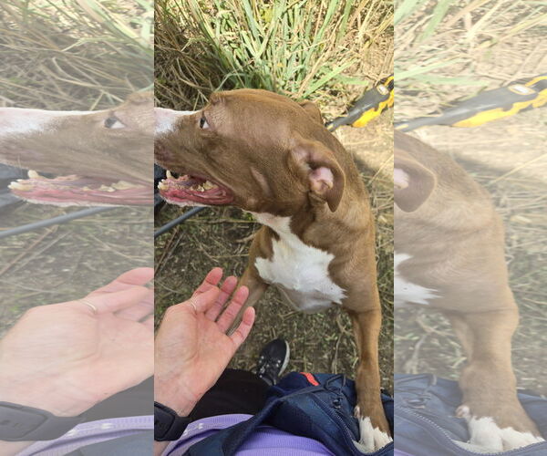 Medium Photo #2 Mutt Puppy For Sale in Jackson, MS, USA