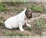 Small Photo #2 French Bulldog Puppy For Sale in SEBRING, FL, USA