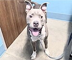 Small American Pit Bull Terrier Mix