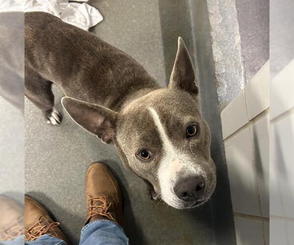 Medium Photo #1 American Staffordshire Terrier-Unknown Mix Puppy For Sale in San Antonio, TX, USA