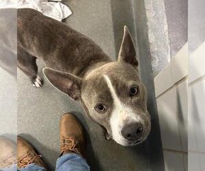 American Staffordshire Terrier-Unknown Mix Dogs for adoption in San Antonio, TX, USA