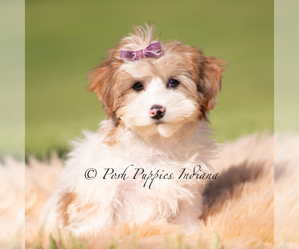 Medium Photo #1 Yorkipoo Puppy For Sale in WARSAW, IN, USA