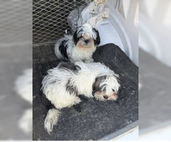 Medium Photo #1 Shih Tzu-Unknown Mix Puppy For Sale in Woodbury, NY, USA