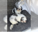 Small Shih Tzu Mix