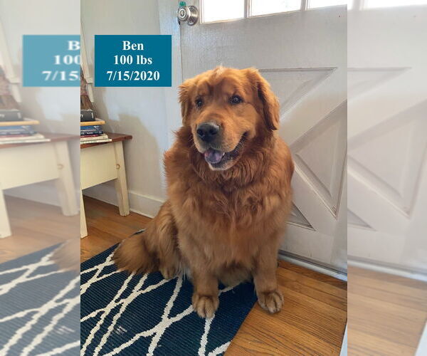 Medium Photo #8 Golden Retriever Puppy For Sale in West Hollywood, CA, USA