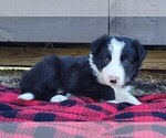 Small #12 Border Collie