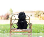 Small Photo #7 Schnoodle (Miniature) Puppy For Sale in WARSAW, IN, USA