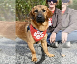 Basset Retriever Dogs for adoption in Wakefield, RI, USA