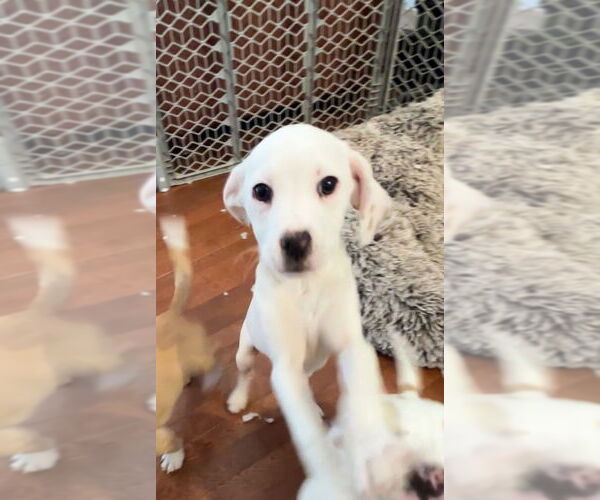 Medium Photo #1 Basset Hound Puppy For Sale in Harrison, AR, USA