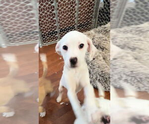 Basset Hound Dogs for adoption in Harrison, AR, USA