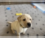 Small #24 Labrador Retriever