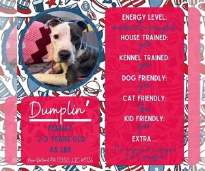 American Staffordshire Terrier-Unknown Mix Dogs for adoption in New Oxford , PA, USA